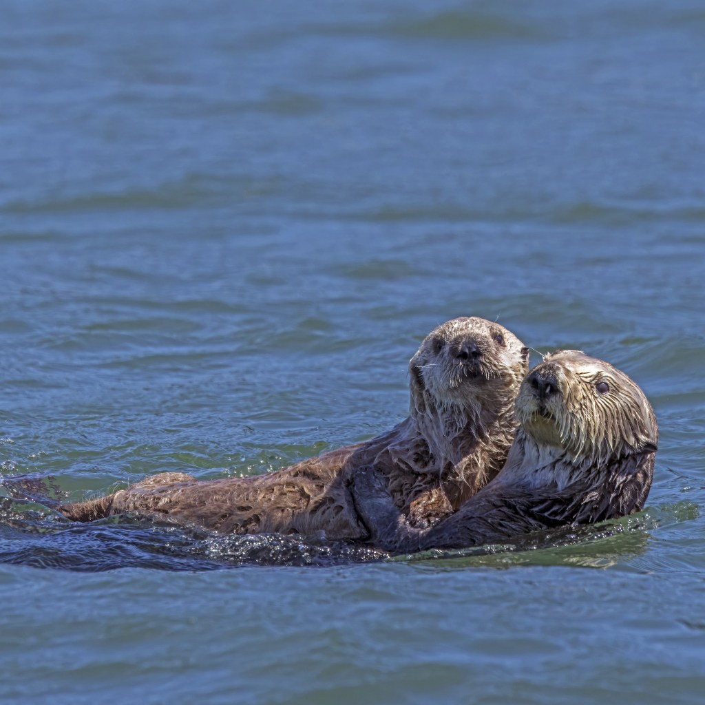 Two sea otters. Credit, Charles J. Sharp, WikiCommons.